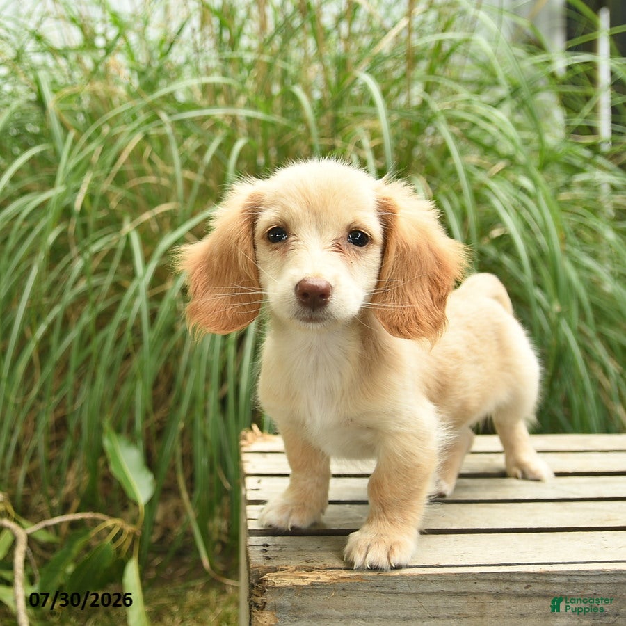 Miniature Dachshund dogs Tango  - Ad 2