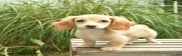 Miniature Dachshund dogs for sale: Tango  - Ad 2