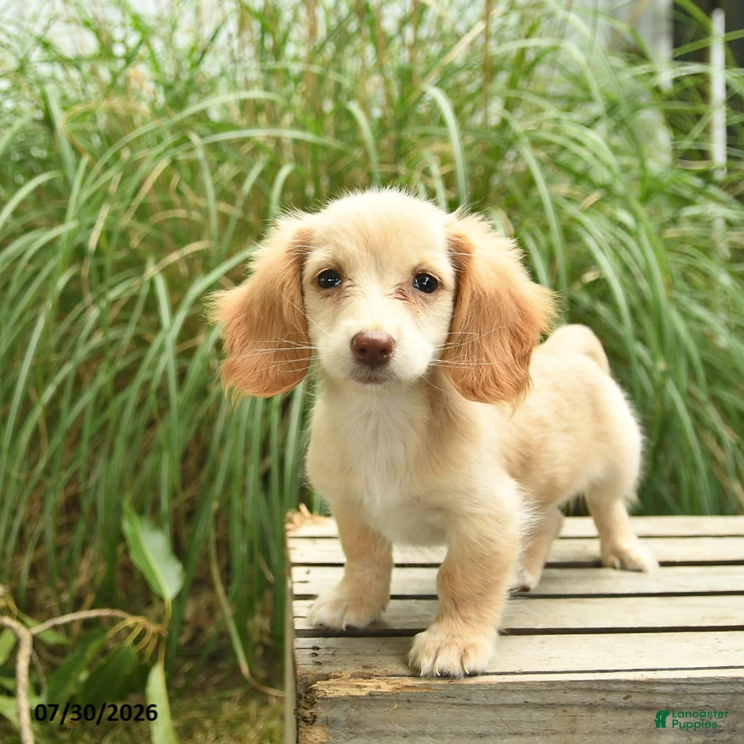 Miniature Dachshund dogs for sale: Tango  - Ad 2