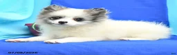Pomeranian dogs for sale: Mable - Ad 2