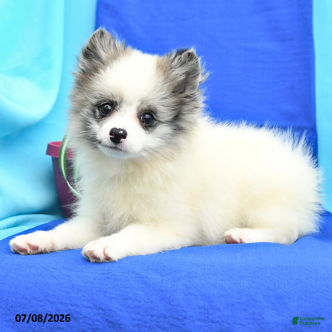 Pomeranian dogs for sale: Mable - Ad 2