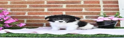 Maltipoo dogs for sale: Stella - Ad 3