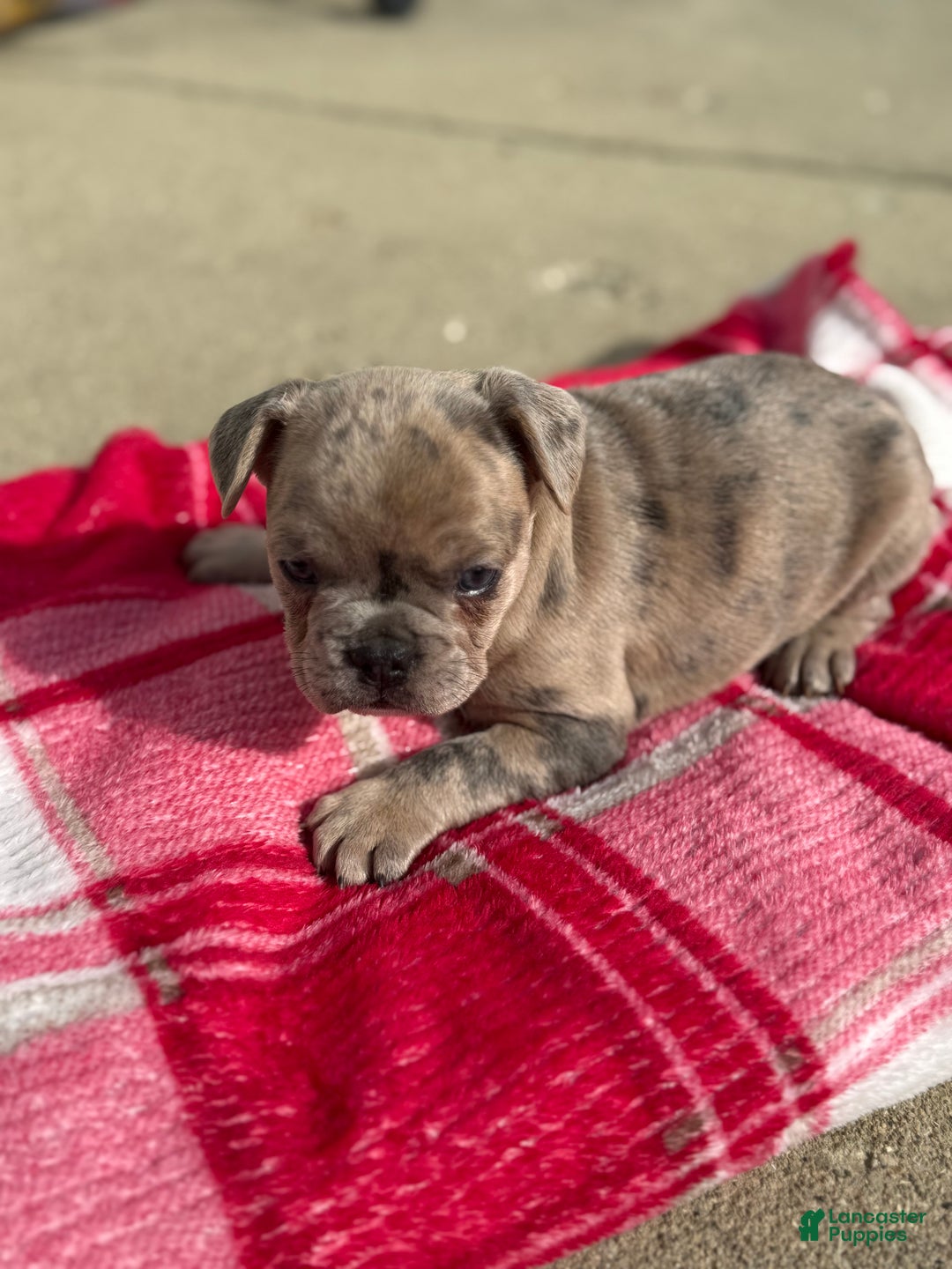 French Bulldog dogs for sale: Lilac Merle French Bulldog Puppy 2 - Ad 4
