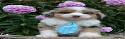 Mini Aussiedoodle dogs for sale: Mini Asher - Ad 11