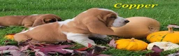 Basset Hound dogs for sale: Copper - Ad 4