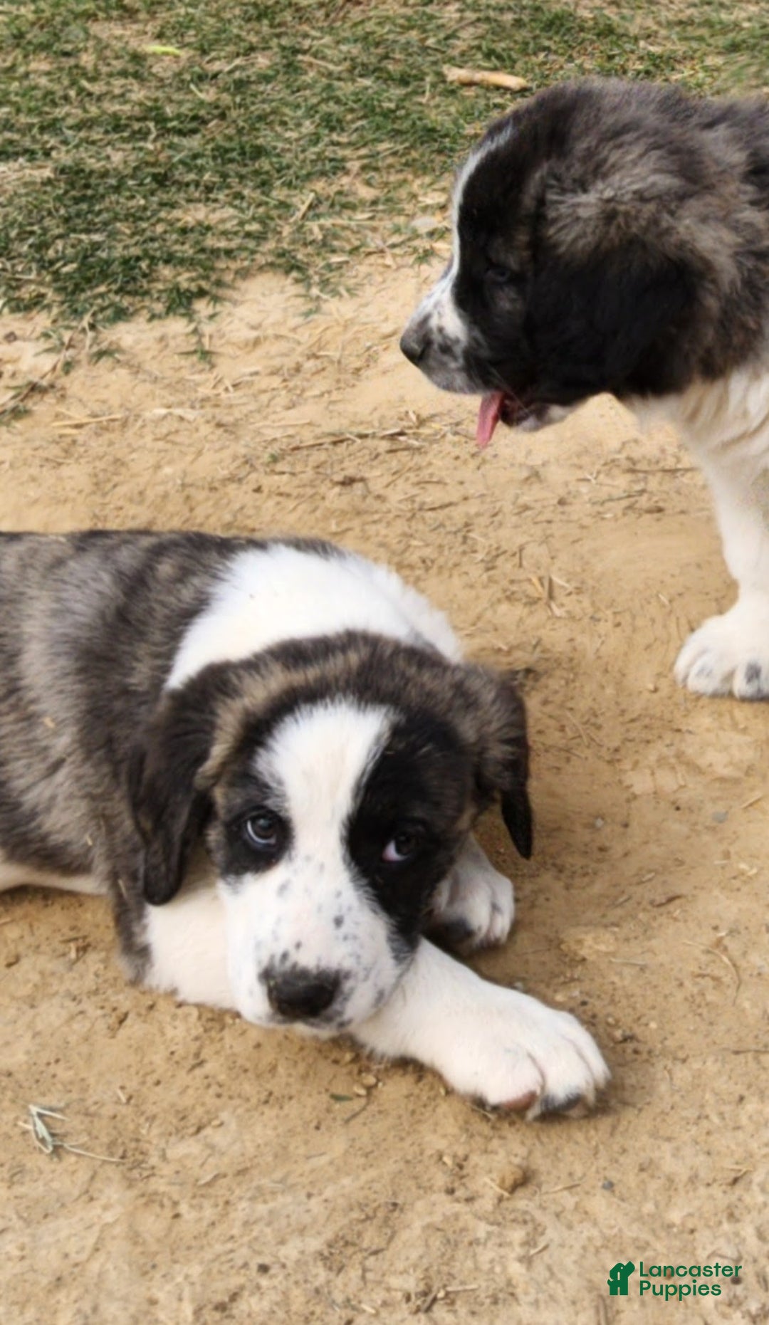 Anatolian Shepherd dogs for sale: AKC Blue 2025 M2 ASD puppy - Ad 2