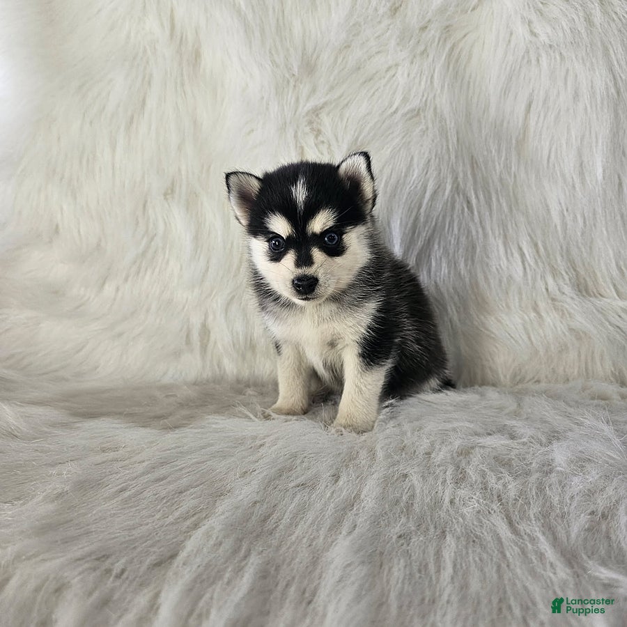 Pomsky dogs Aurora - Ad 2