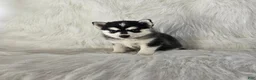 Pomsky dogs for sale: Aurora - Ad 2