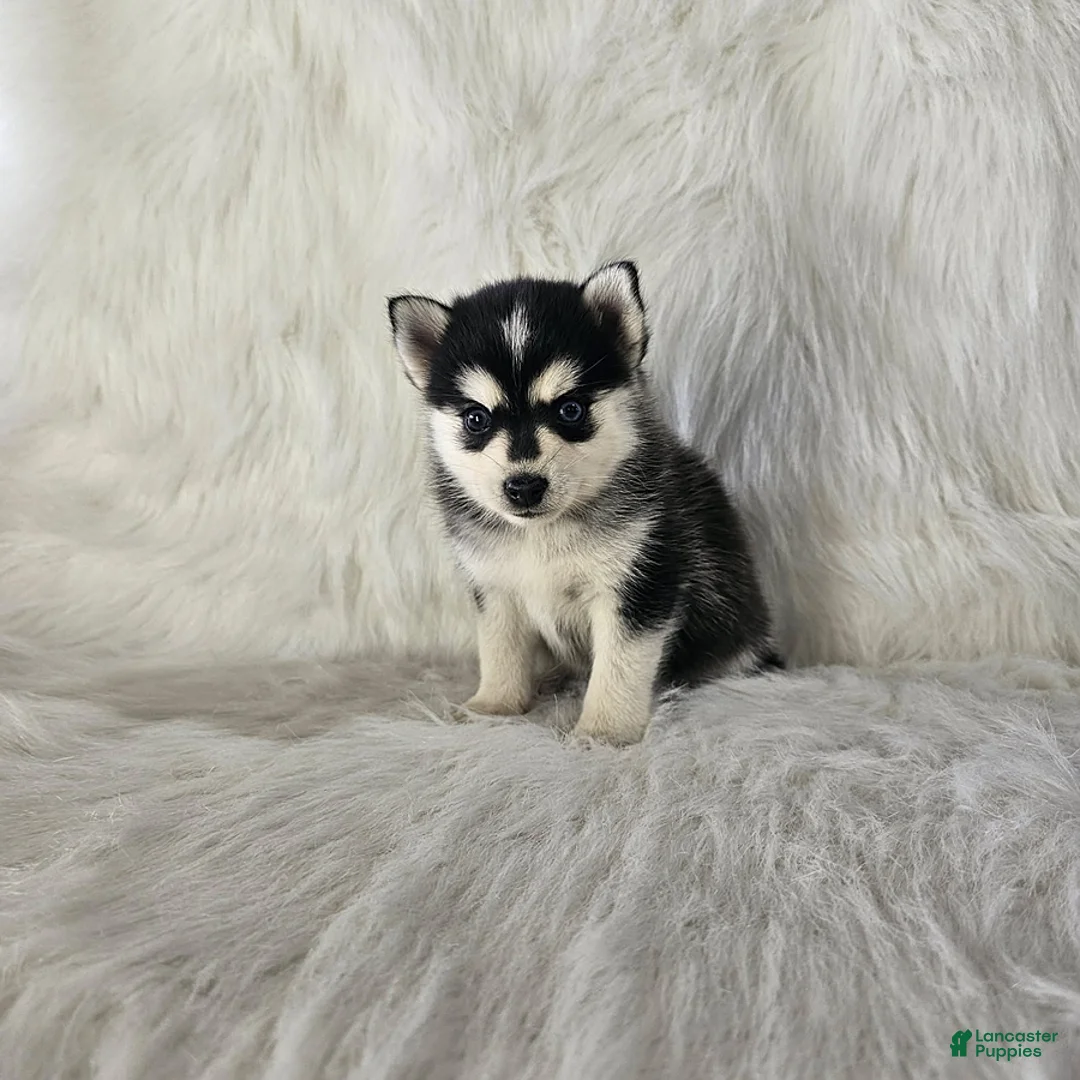 Pomsky dogs for sale: Aurora - Ad 2