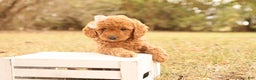 Mini Goldendoodle dogs for sale: Autumn - Ad 4