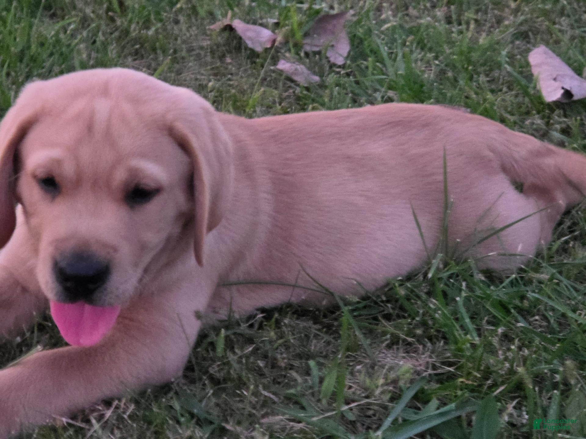Labrador Retriever dogs for sale: Labrador Retriever 4Meet Your New Best Friend! Beautiful Yellow Female Labrador Retriever Puppies Available 💛 - Ad 42
