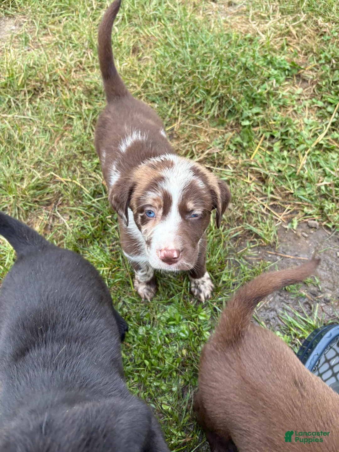 Mixed Breed dogs for sale: Mixed Breed Puppy 2 - Ad 2