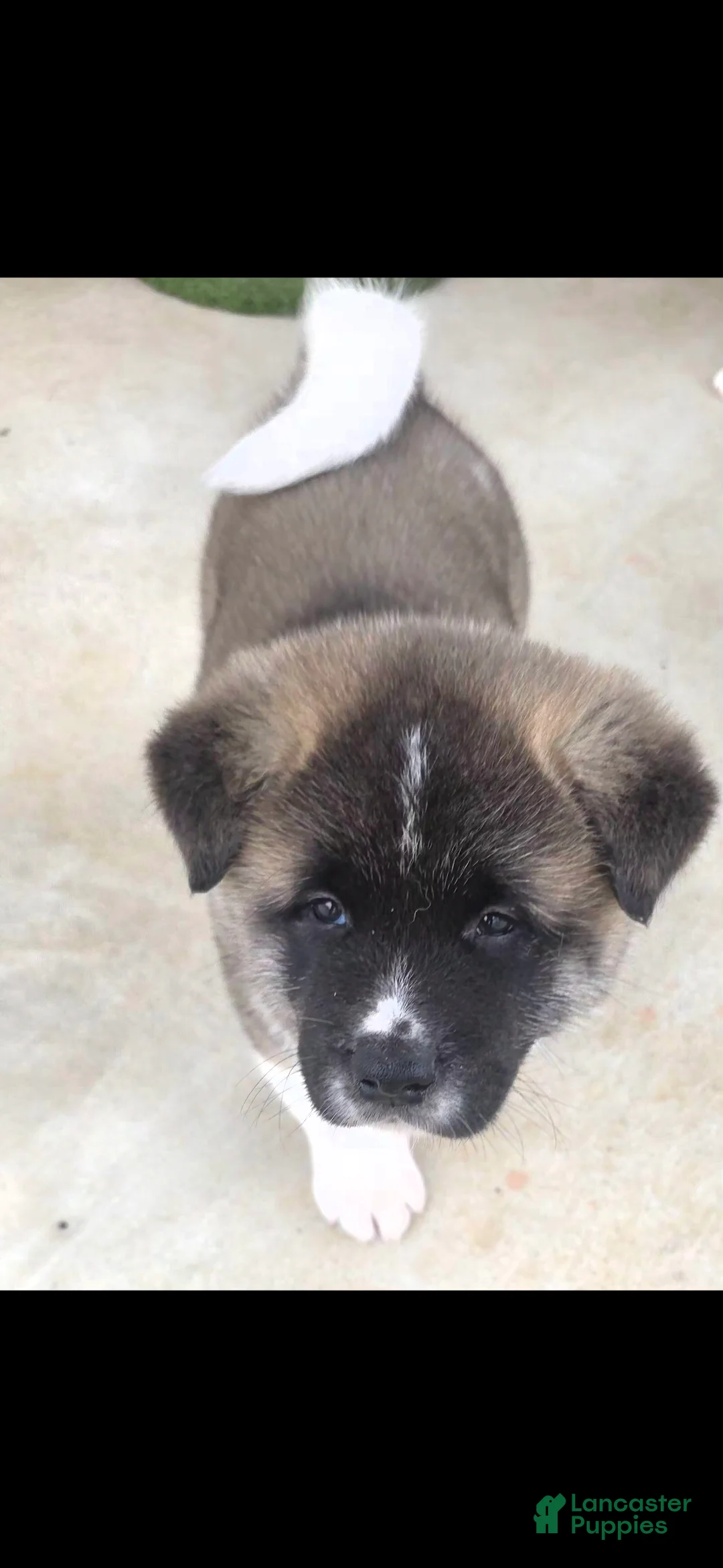 Akita dogs for sale: AKC Chance - Ad 5