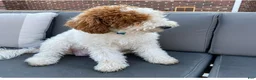 Goldendoodle dogs for sale: Jonah - Ad 4
