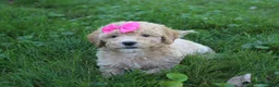 Mini Goldendoodle dogs for sale: Daisy 🎀 - Ad 8