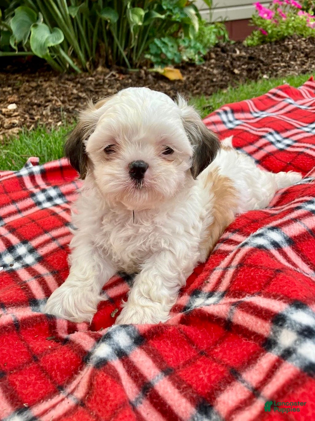 Shih Tzu dogs Scooter - Ad 1