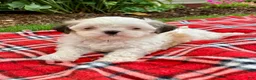 Shih Tzu dogs for sale: Scooter - Ad 1