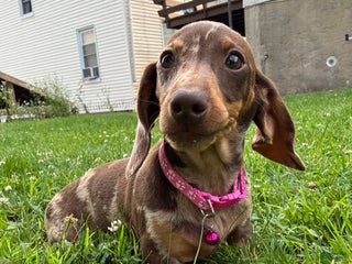 Miniature Dachshund dogs - Ad 12