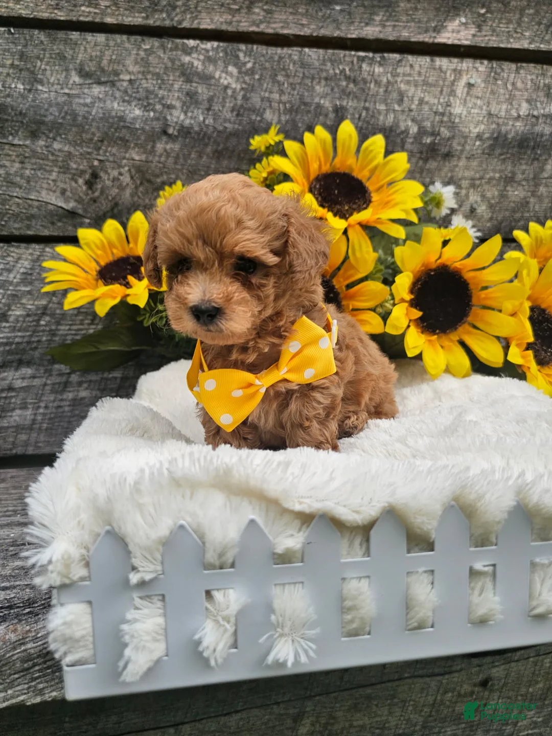 Toy Poodle dogs for sale: Copper - Ad 4