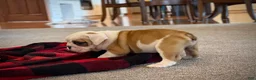 English Bulldog dogs for sale: Fiona - Ad 6