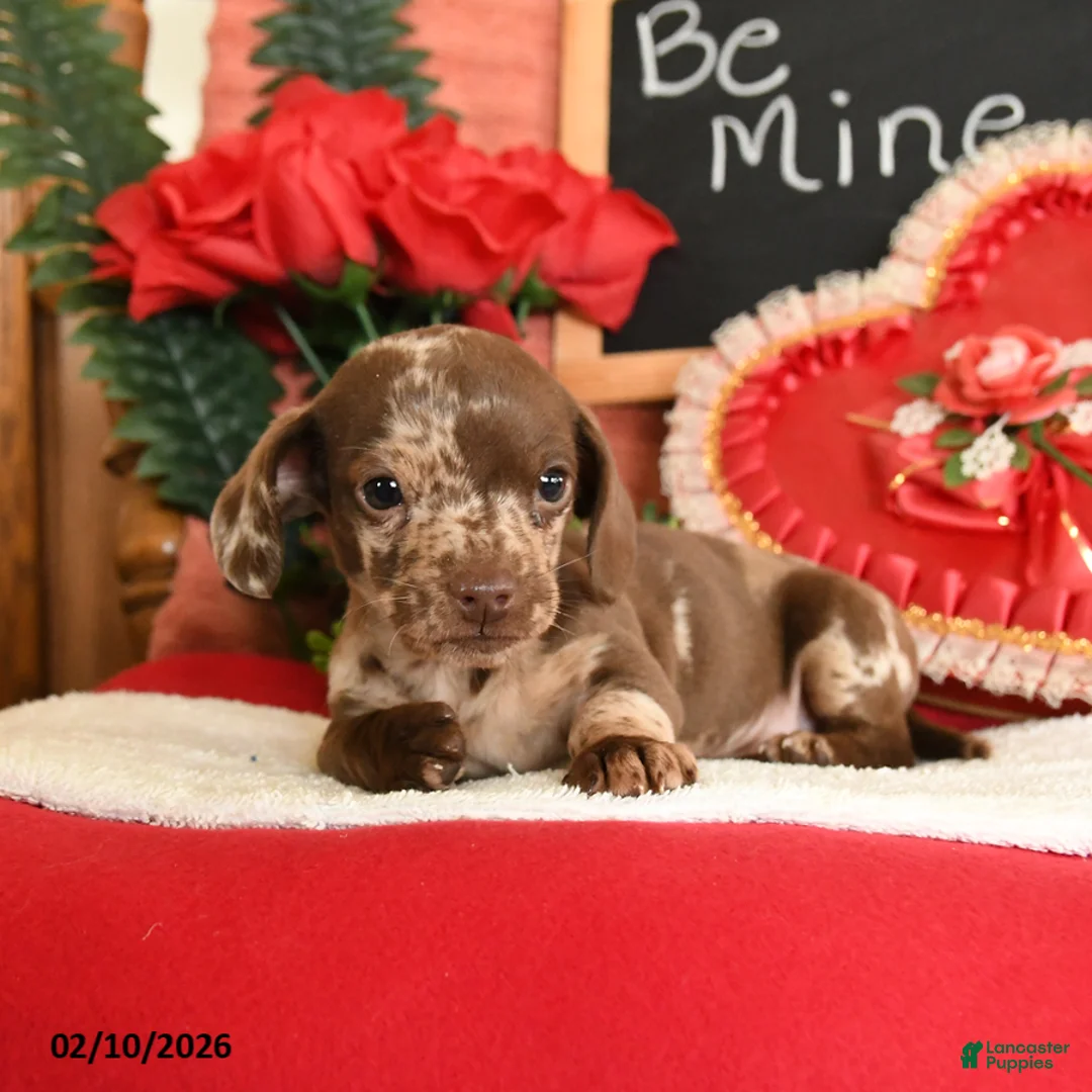 Miniature Dachshund dogs for sale: Oscar - Ad 4