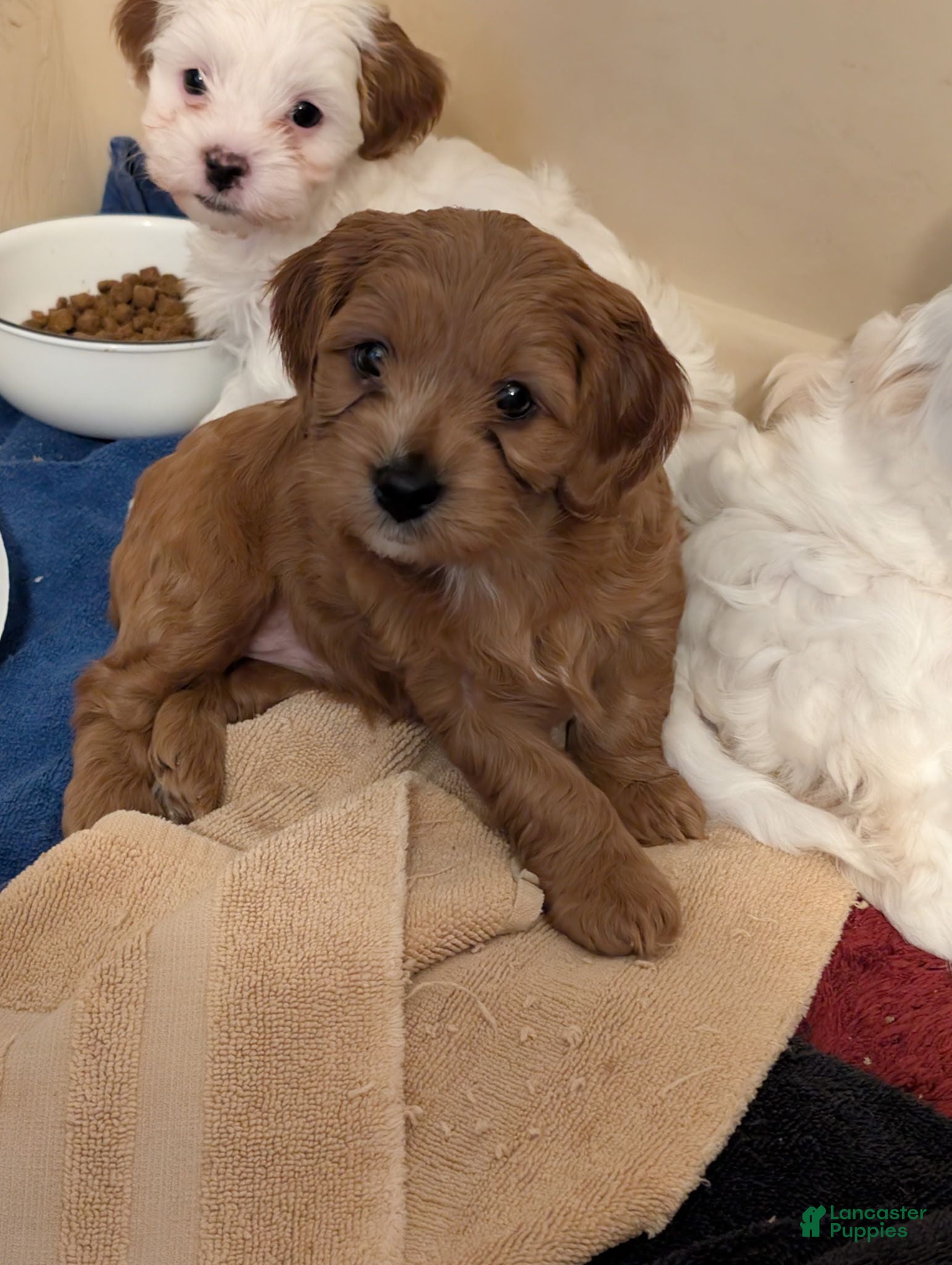 Cavapoo dogs Dug - Ad 2