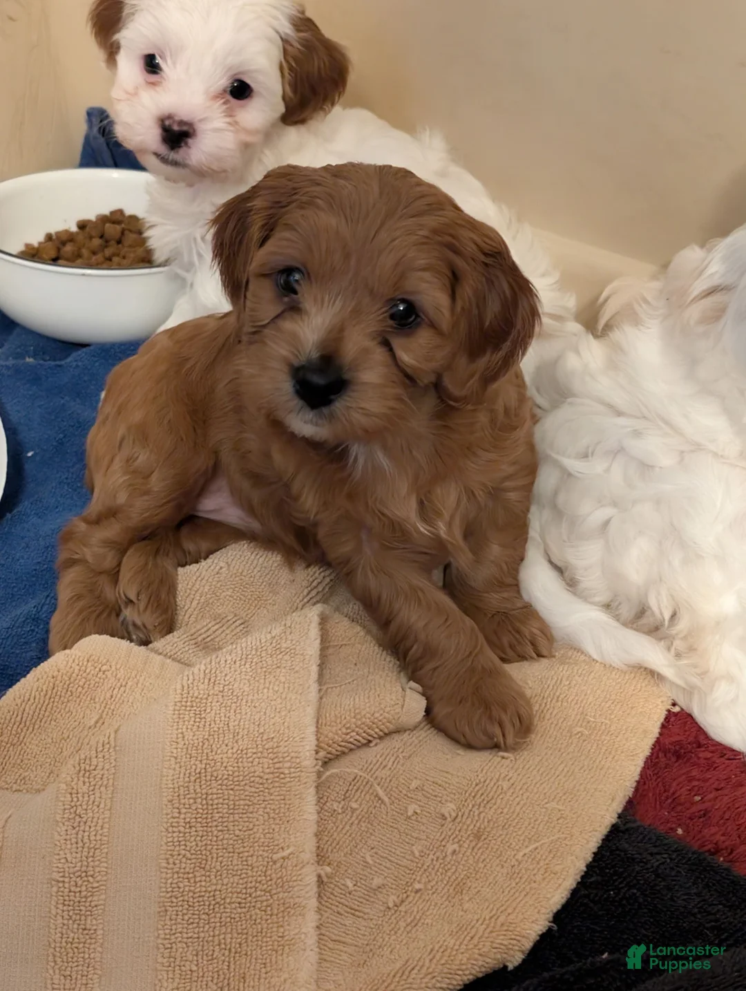 Cavapoo dogs for sale: Dug - Ad 2