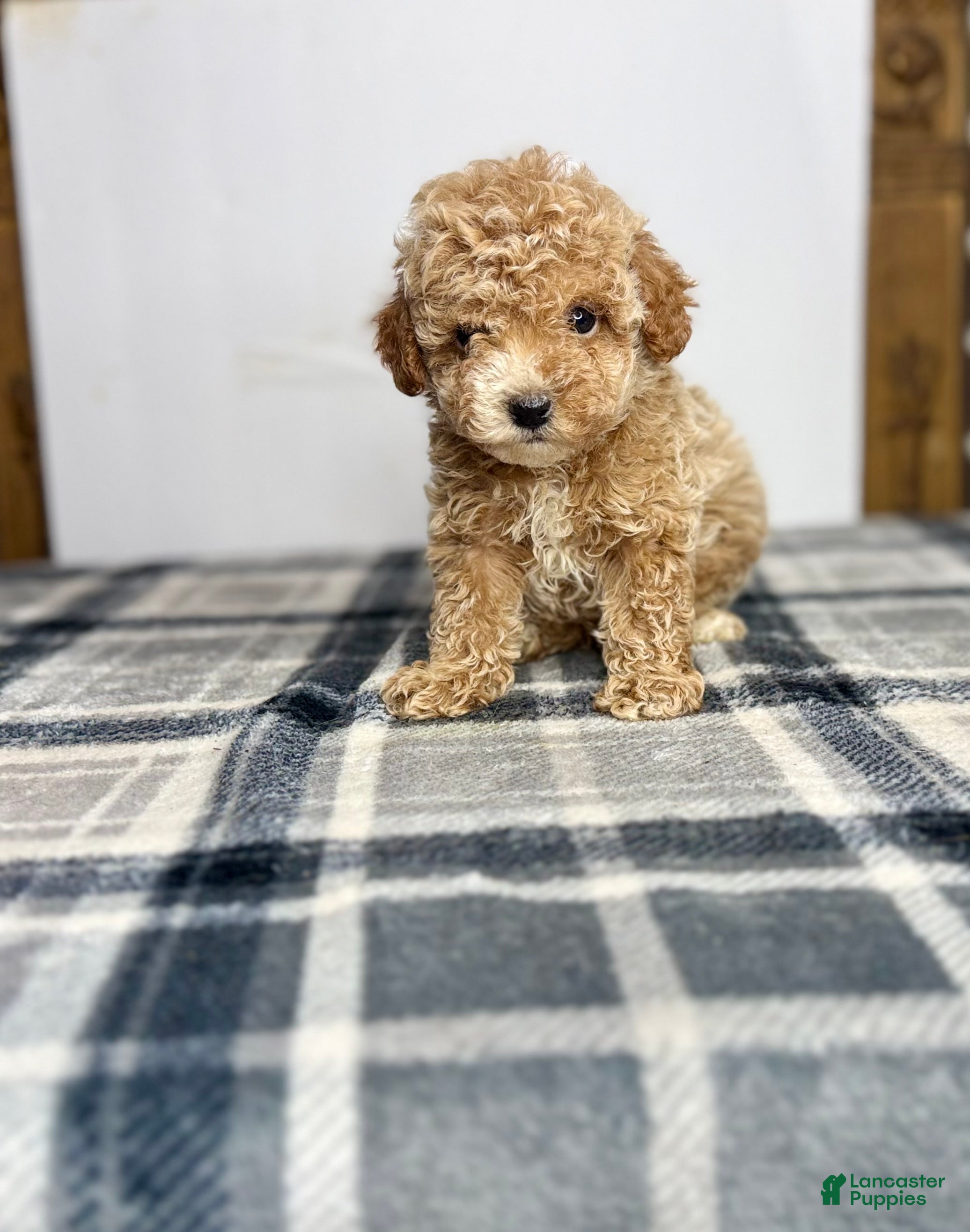 Toy Poodle dogs for sale: Teddy - Ad 1
