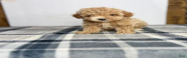 Teddy