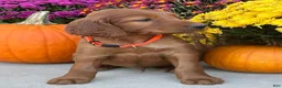 Irish Setter dogs for sale: Sailor - Ad 4