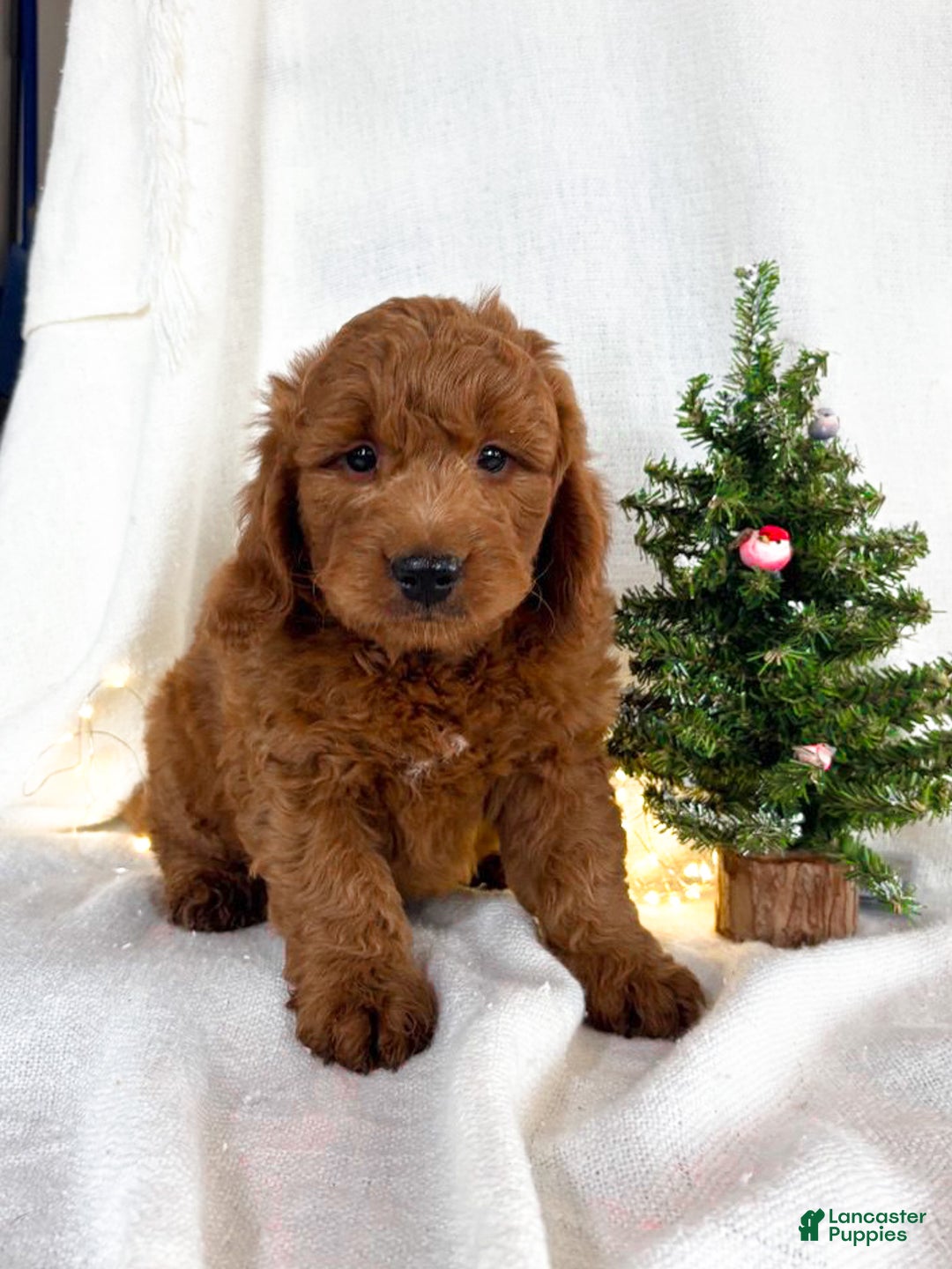 Goldendoodle dogs for sale: Murphy - Ad 2