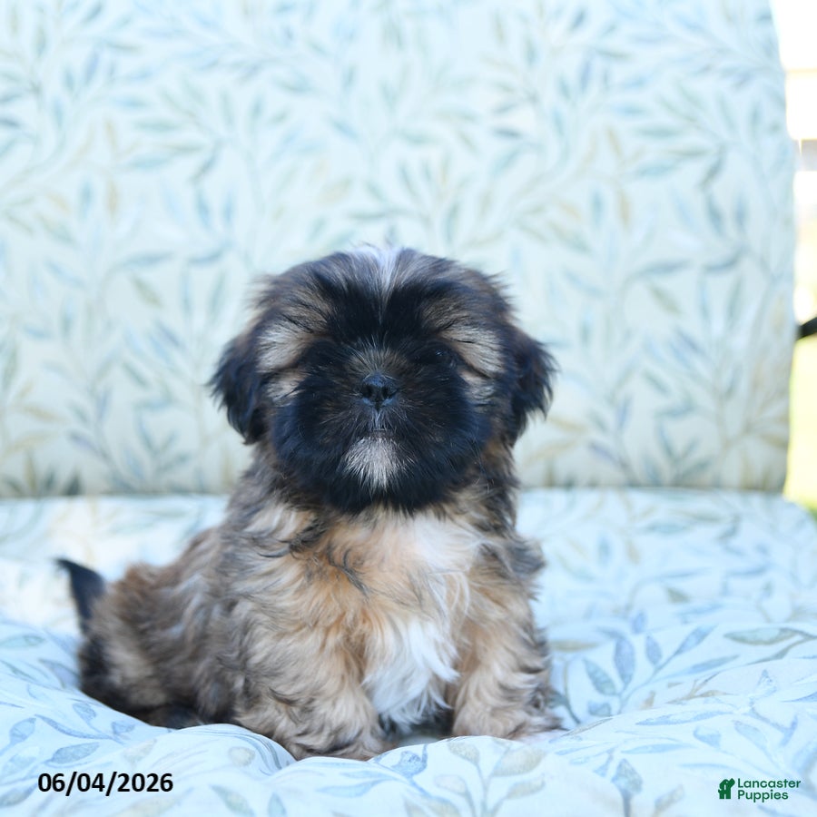 Shih Tzu dogs for sale: Sweetie - Ad 3