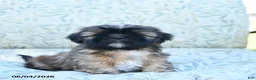 Shih Tzu dogs for sale: Sweetie - Ad 1