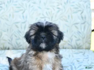 Shih Tzu dogs for sale: Sweetie - Ad 3