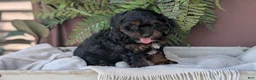 Cockapoo dogs for sale: Harmony  - Ad 5