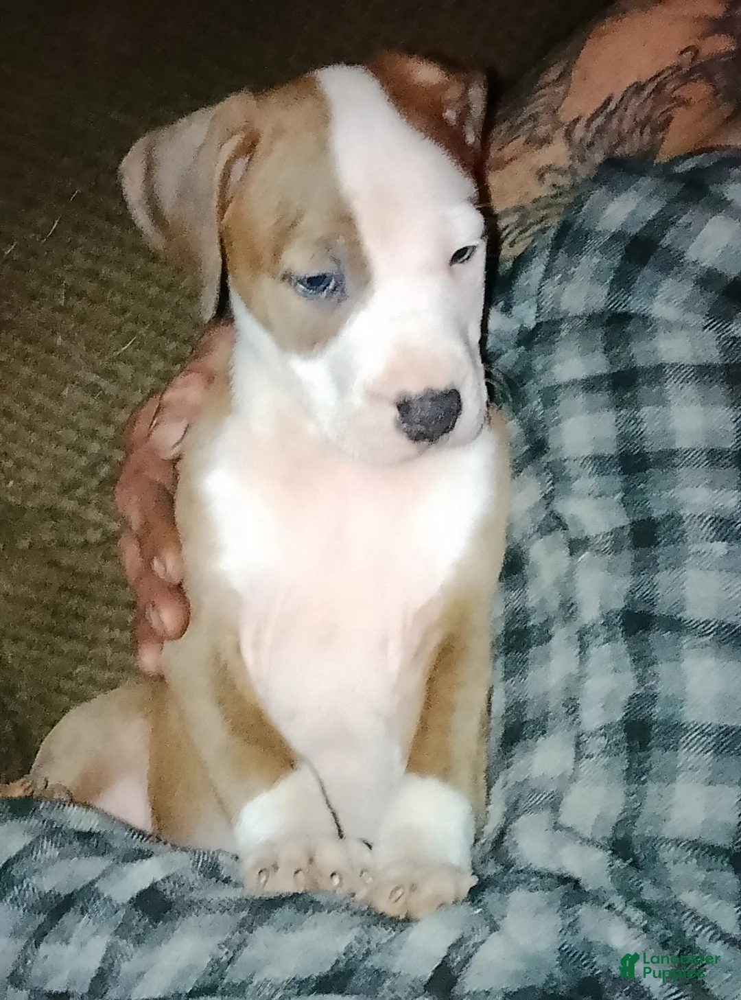 American Pit Bull Terrier dogs for sale: American Pit Bull Terrier Puppy 1 - Ad 1