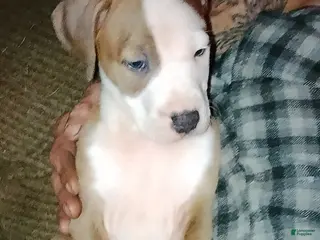 American Pit Bull Terrier dogs American Pit Bull Terrier Puppy 1 - Ad 7