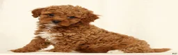 Cavapoo dogs for sale: Hendrick - Ad 3