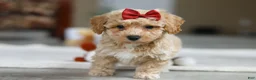 Bichpoo dogs for sale: Gracie - Ad 6