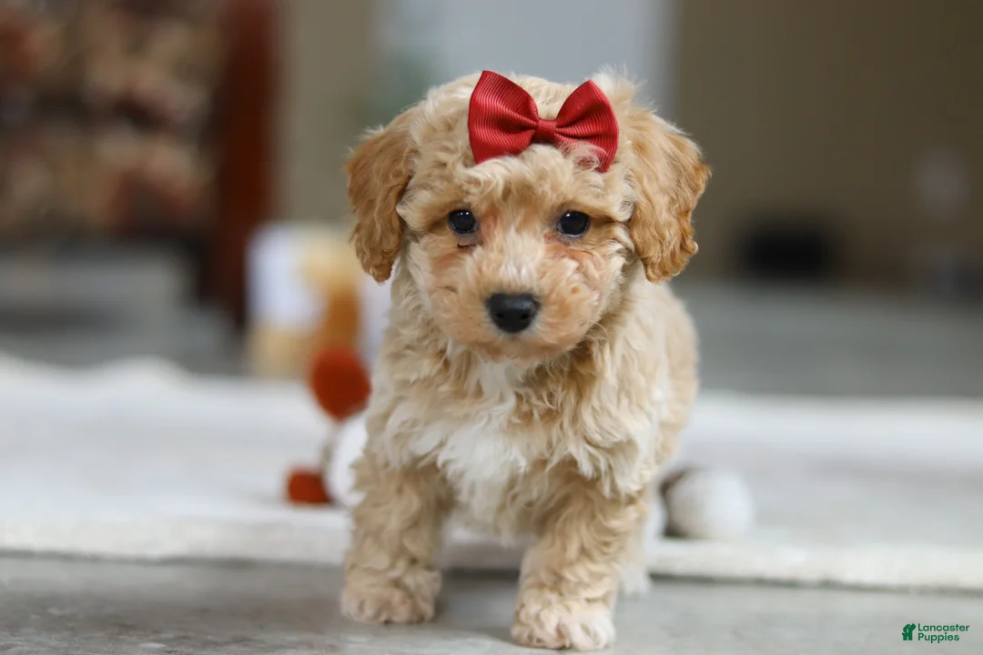 Bichpoo dogs for sale: Gracie - Ad 6