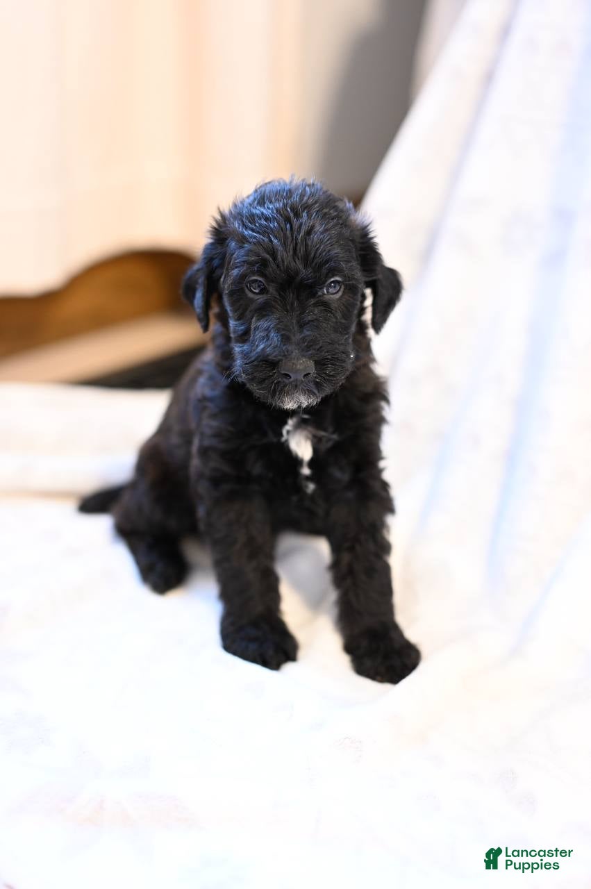 Mixed Breed dogs Echo - Ad 8