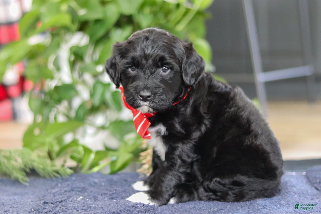 Portuguese Water Dog dogs for sale: Tristan - Ad 8