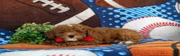 Toy Poodle dogs for sale: Sigmund 9 lbs Full Grown - Ad 7