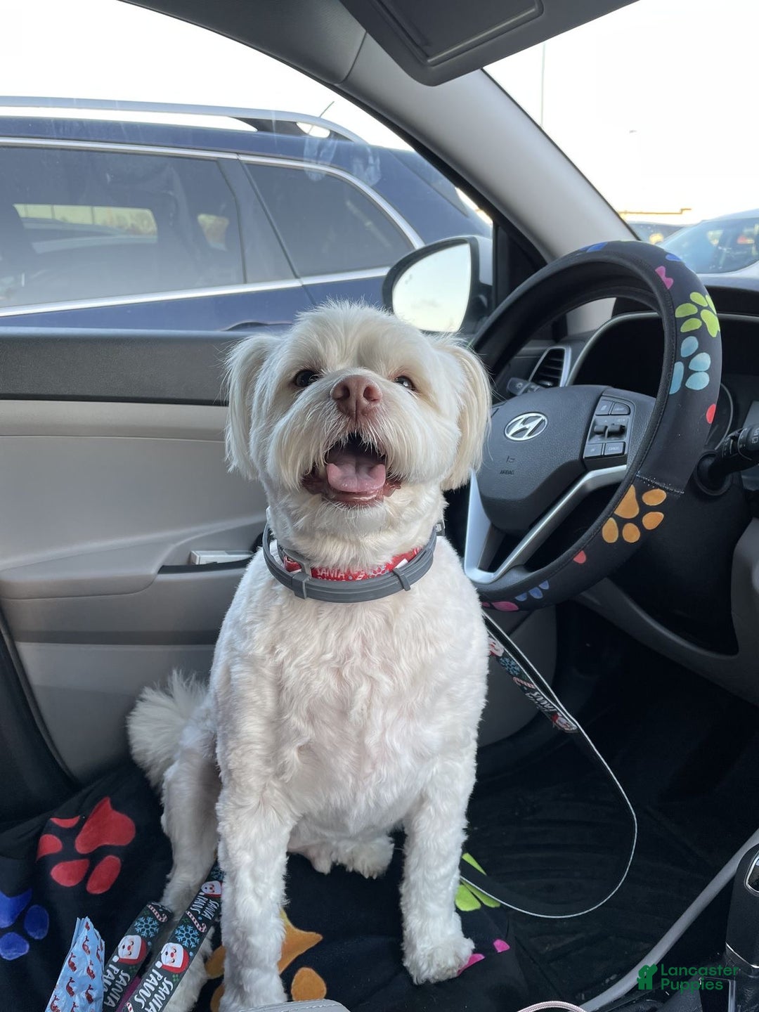 Mixed Breed dogs for sale: Mixed Breed Puppy 1 - Ad 1