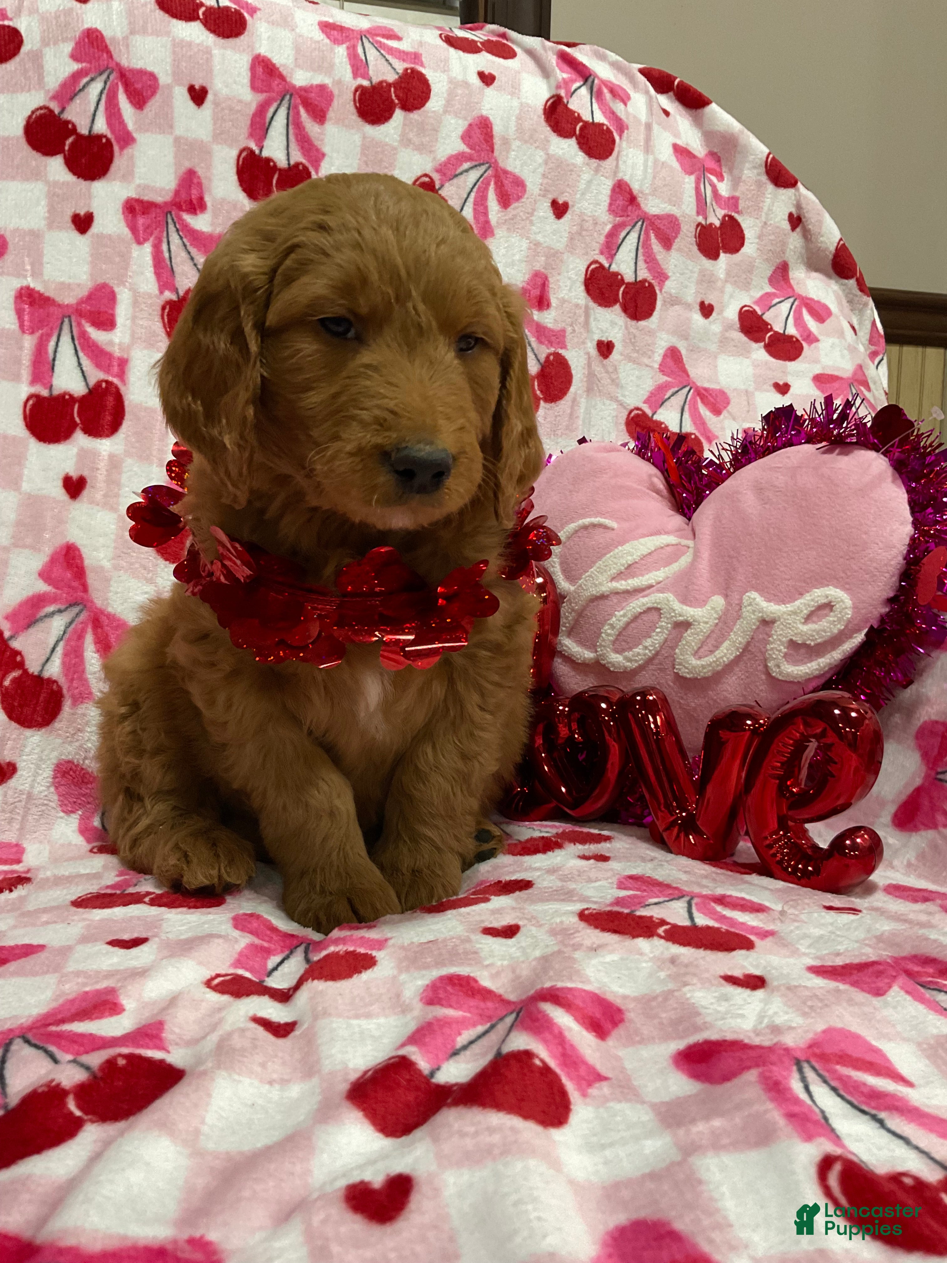 Goldendoodle dogs Chandler - Ad 34