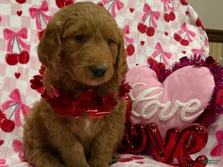 Goldendoodle dogs Chandler - Ad 37
