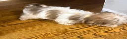 Malshi dogs for sale: Sasha - Ad 5