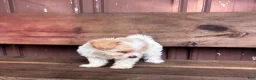 Mixed Breed dogs for sale: Mixed Breed Puppy 1 - Ad 7