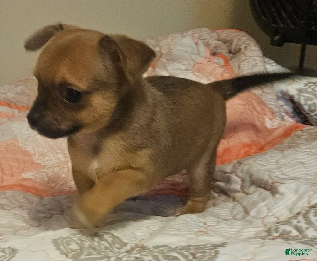 Chihuahua dogs for sale: Davey - Ad 2