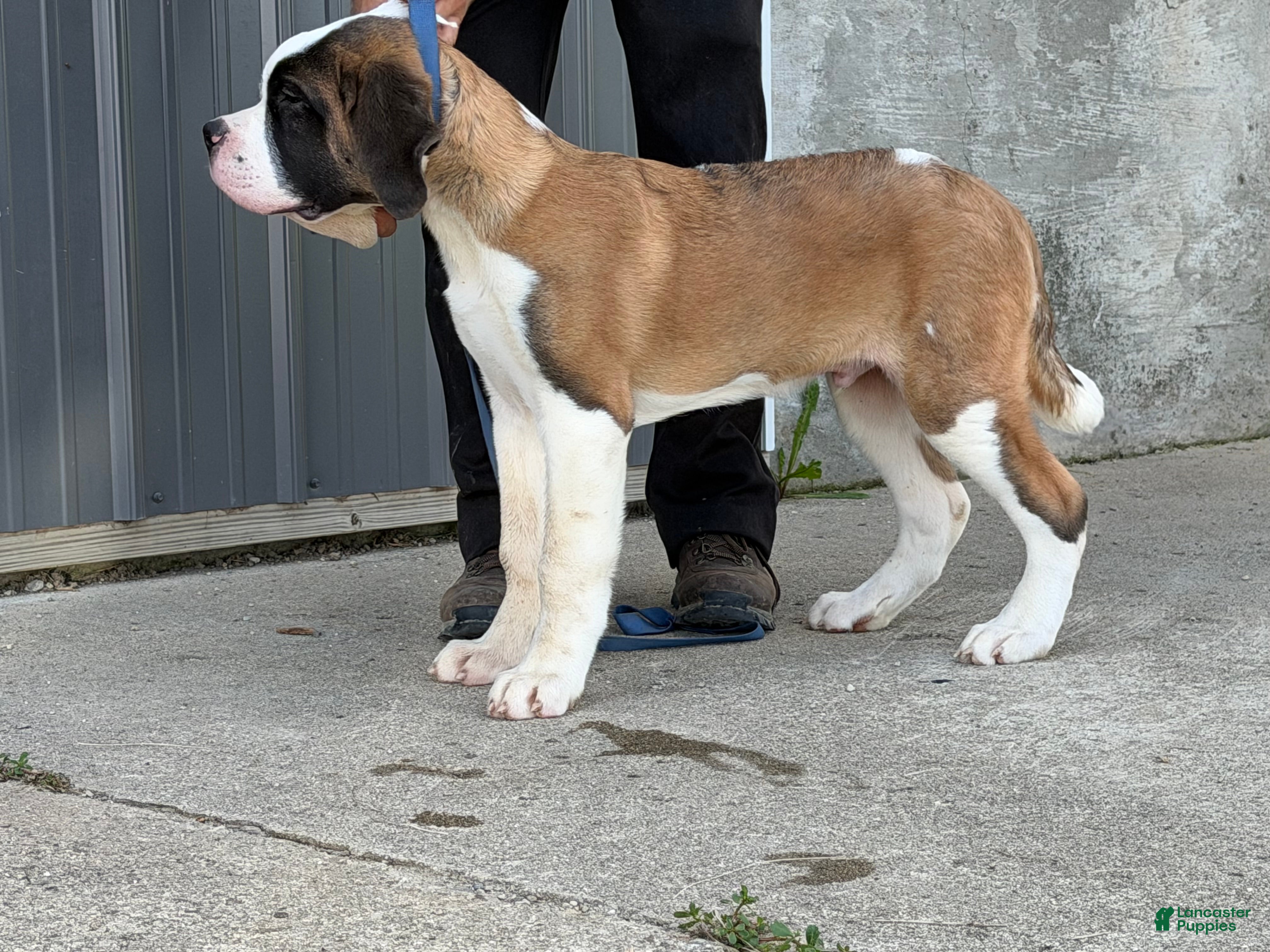 Saint Bernard dogs Boogie bear  - Ad 2